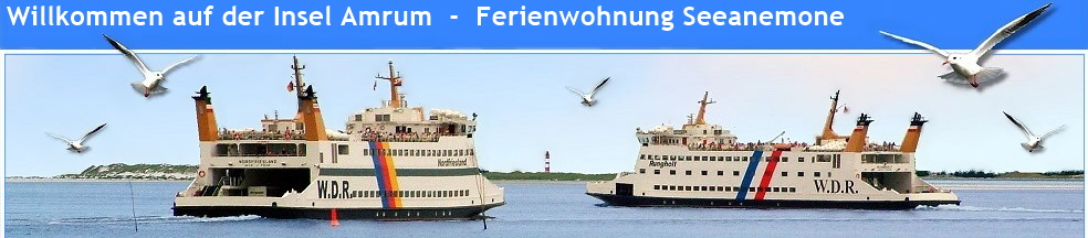 amrum ferienwohnungen